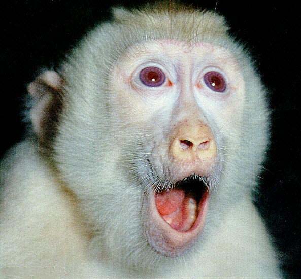 picture of an albino macaque