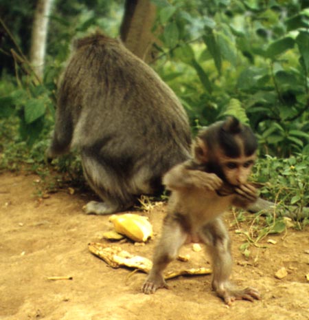 picture of an infant macaque