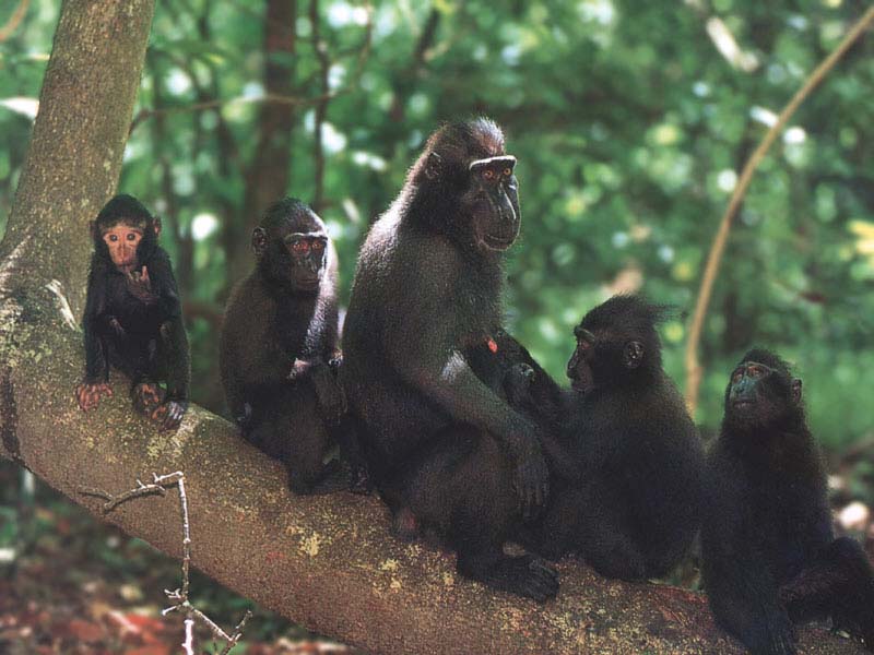 picture of crested black macaques in Sulawesi