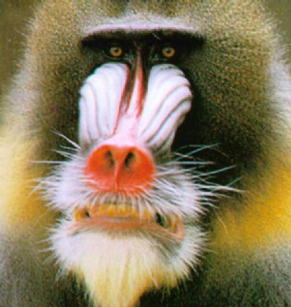 photograph of  mandrill