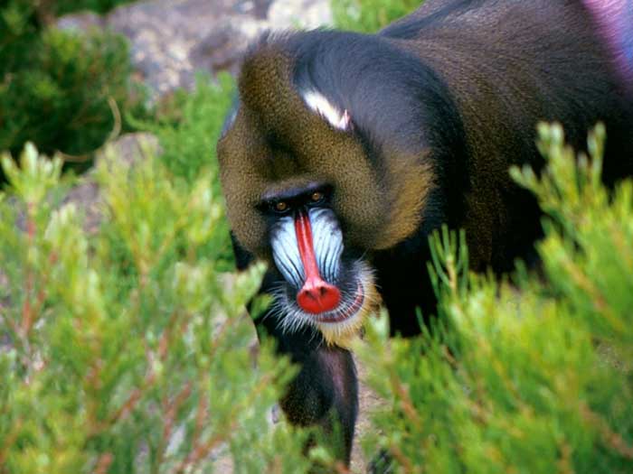 photograph of  a mandrill
