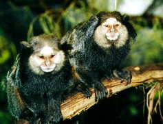 picture of marmosets