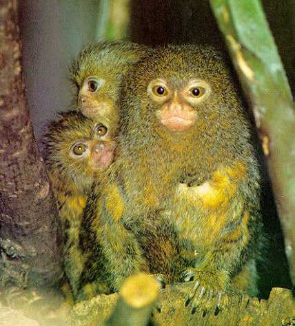 photograph of  pygmy marmosets Callithrix pygmaea