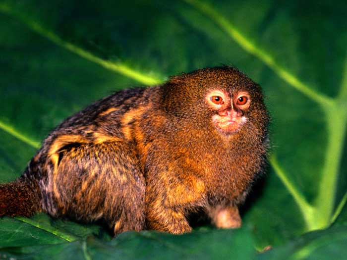 photograph of  pygmy marmoset Callithrix pygmaea