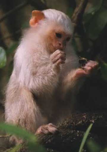 photograph of  silvery marmoset Callithrix argentata