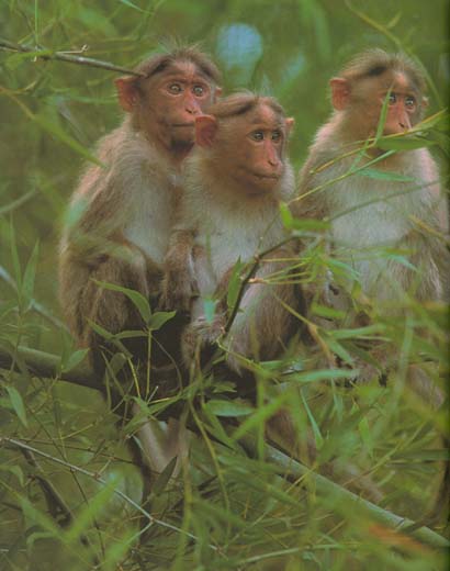 photograph of Bonnet macaques : Macaca radiata