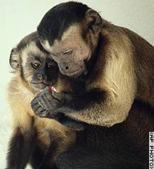 capuchin monkeys