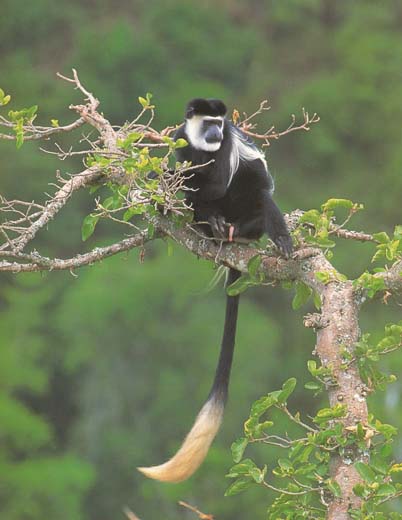 photograph of black-and-white colobus monkey : Colobus guerza