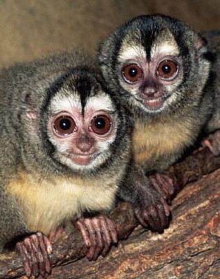 photograph of night monkeys : Aotus trivirgatus