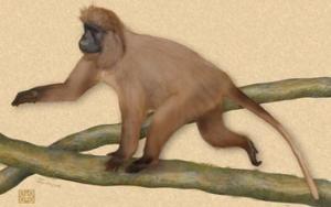 picture of highland mangabey