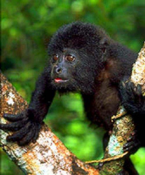 photograph of baby howler monkey