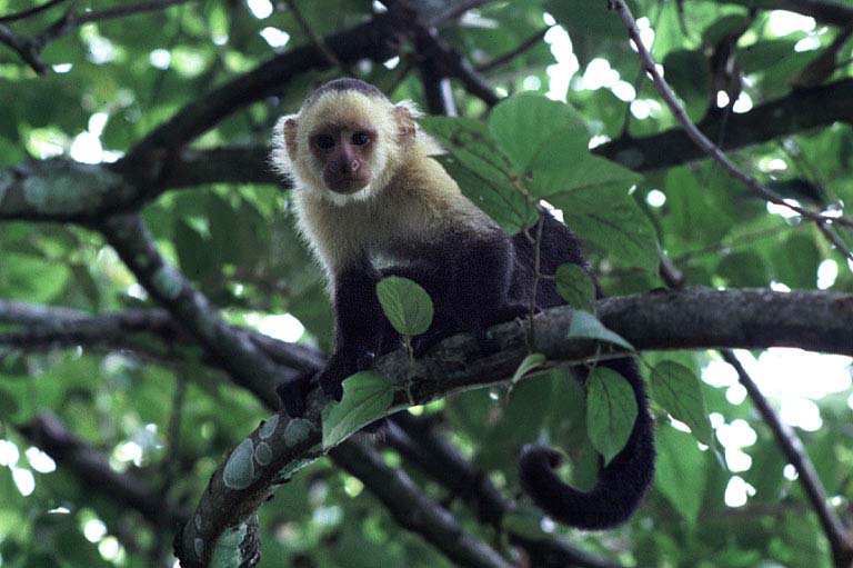 photograph of a white-faced capuchin