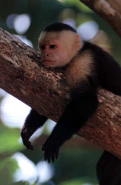 photograph of white-faced capuchin monkey : Cebus capucinus