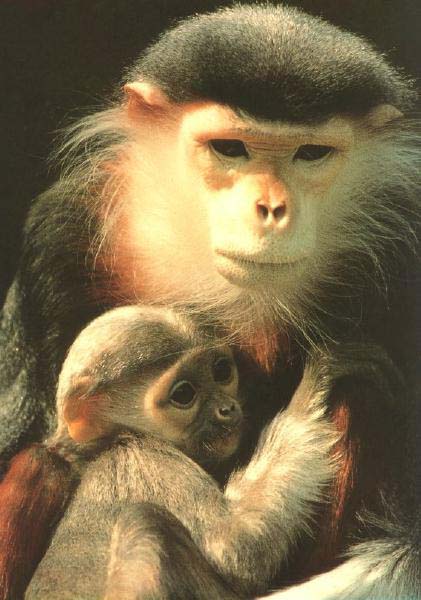 photograph of douc langur and baby
