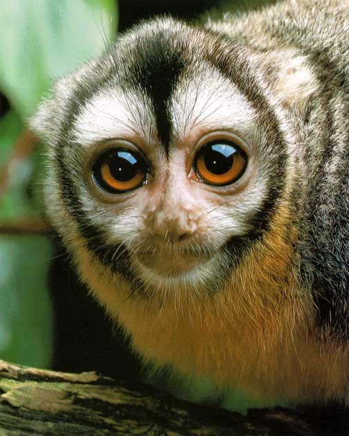 photograph of night monkey : Aotus trivirgatus