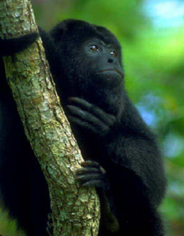 photograph of howler monkey in a tree