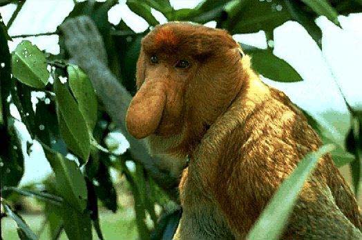 photograph of great-nosed proboscis monkey
