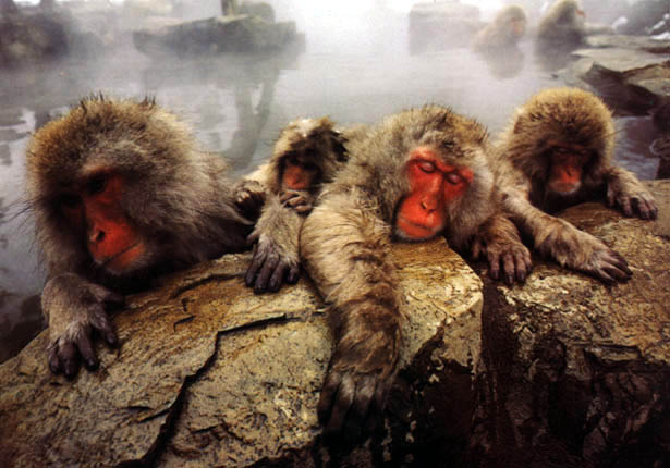 photo of snow monkeys : Macaca fuscata