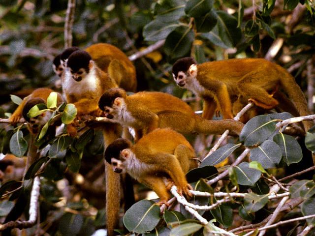 photograph of squirrel monkeys : Saimiri sciureus