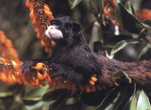 photograph of a tamarin : Saguinus labiatus