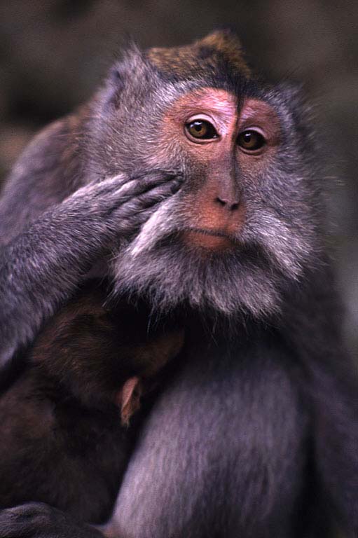 photograph of long-tailed macaque : Macaca fascicularis