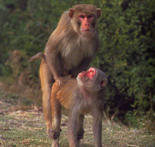 photograph of macaque lovemaking