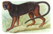 picture of Miss Waldron's red colobus monkey