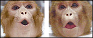 expressive monkeys