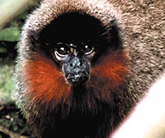 Conservation International handout photo shows the Stephen Nash's titi monkey or, callicebus stephennashi, one of two new species of titi monkeys discovered in Brazil's Amazon rainforest  and announced on Sunday, June 23, 2002. Callicebus Stephennashi is named after Stephen Nash, CI's technical illustrator