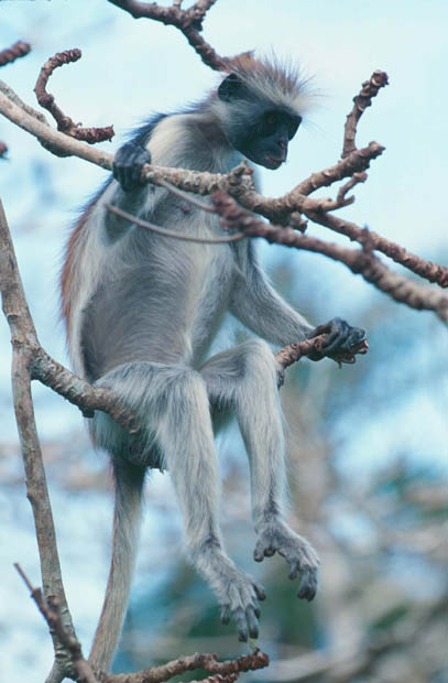 photograph of red colobus monkey
