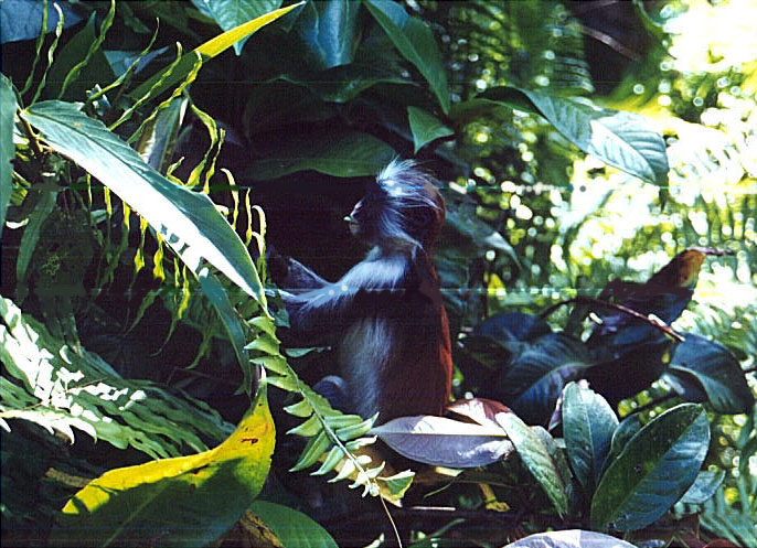 photograph of red colobus monkey