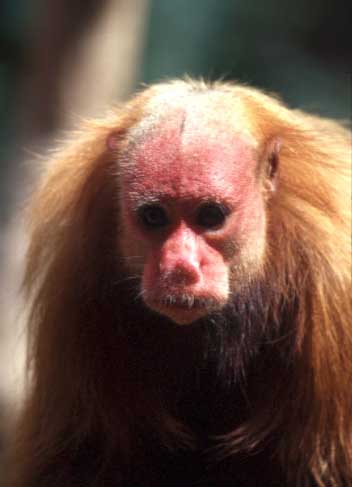 photograph of a red uakari