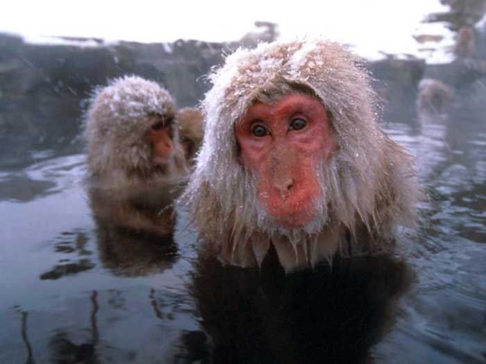 photo of snow monkeys : Macaca fuscata