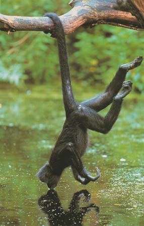 photograph of a spider monkey