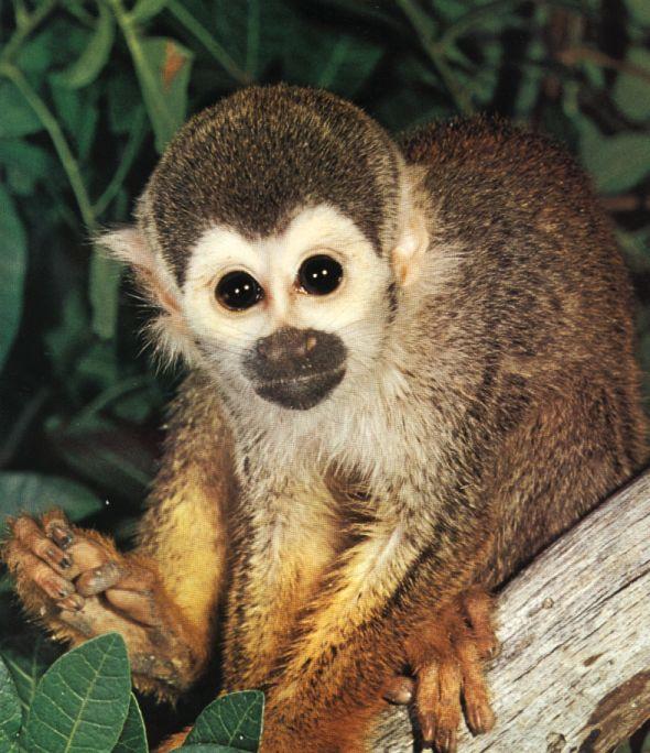 photograph of a squirrel monkey