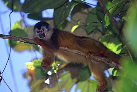 photograph of a squirrel monkey