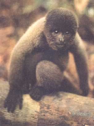 photograph of woolly monkey
