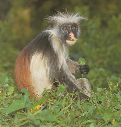 photograph of Zanzibar red colobus monkey : Procolobus pennantii kirki