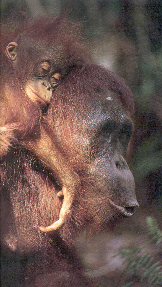 photograph of Bornean orang-utan and her sleeping baby