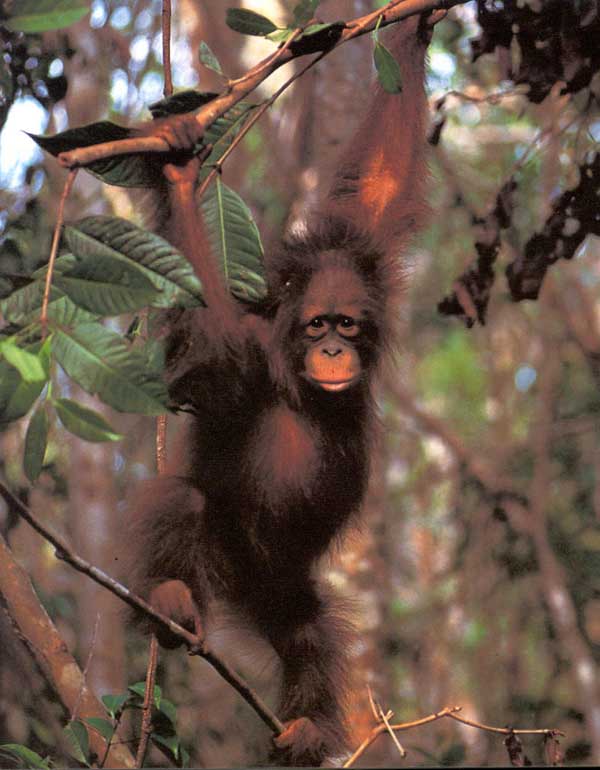 picture of young Bornean orang utan