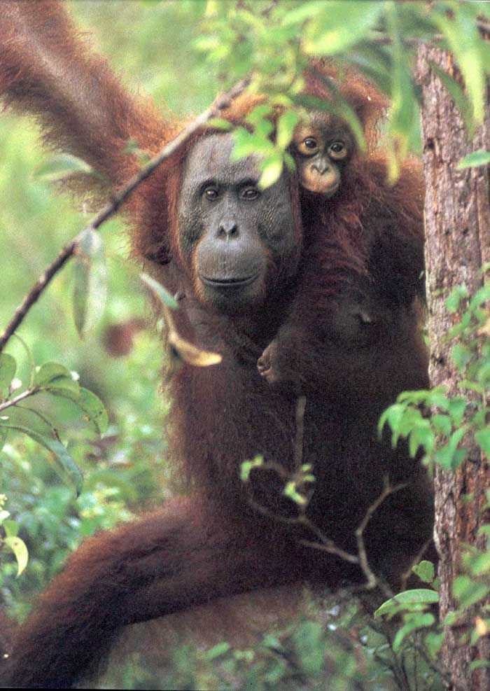 picture of Bornean orang-utans