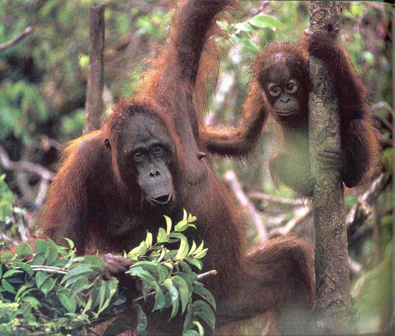 picture of two Bornean orang-utans