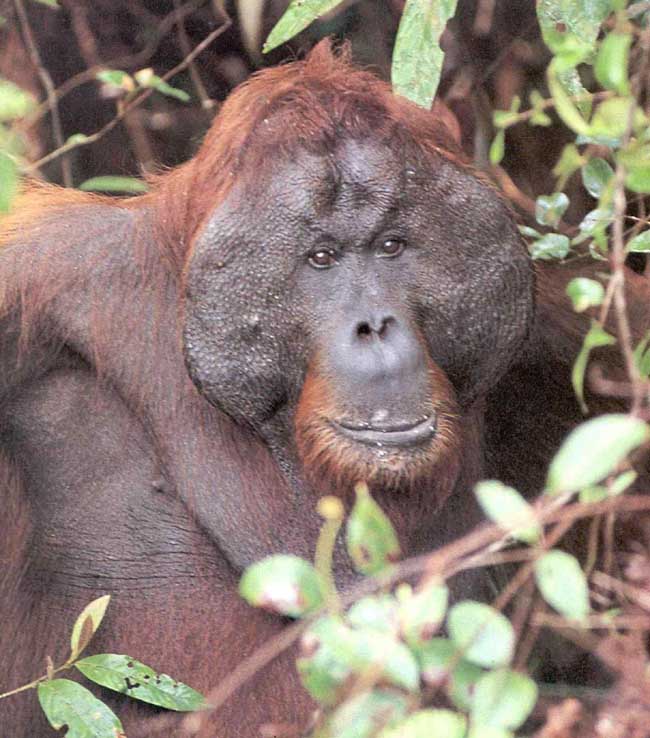picture of an adult  Bornean orang-utan