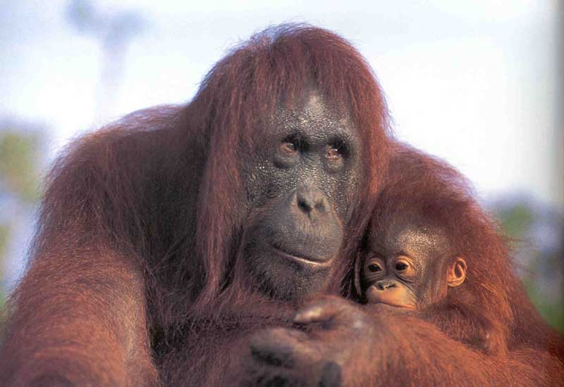 picture of two Bornean orang-utans
