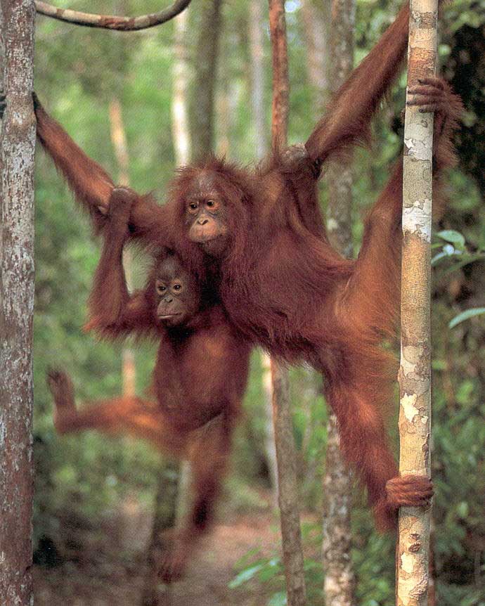 picture of two Bornean orang-utans