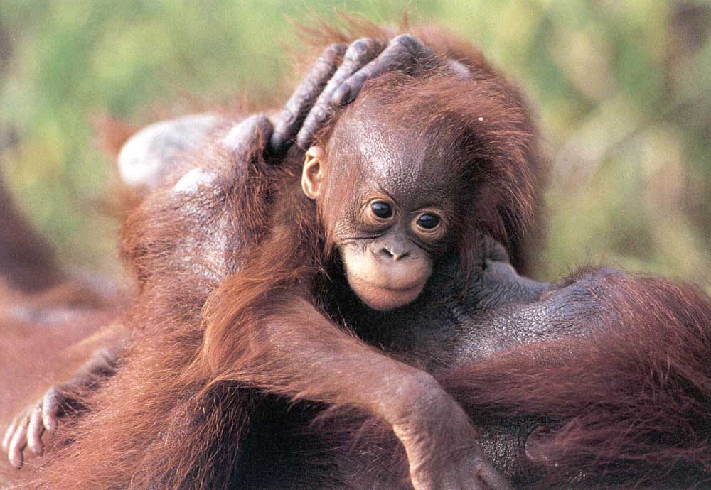 photograph of young orang-utan