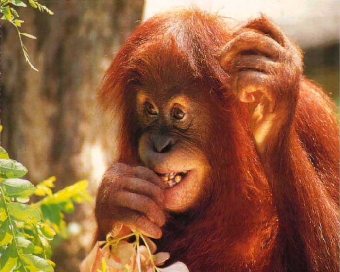 picture of a orang-utan chewing