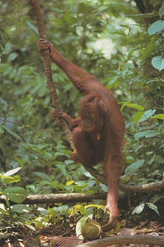 photograph of a orang-utan reaching for durian fruit