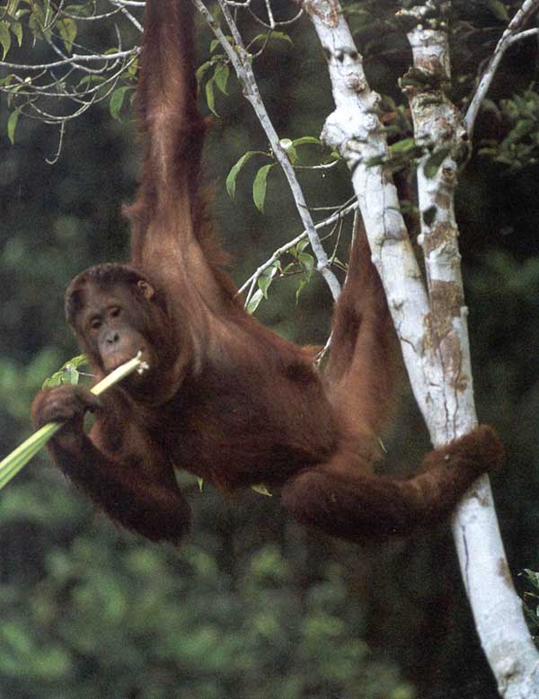photograph of  orang-utan feeding
