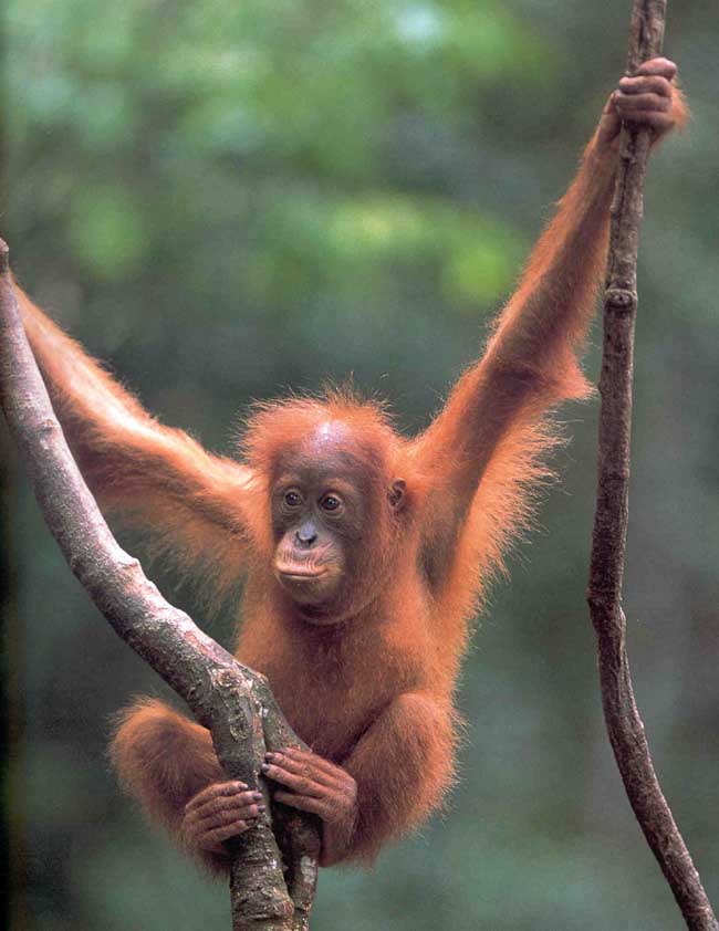 picture of a young orang-utan